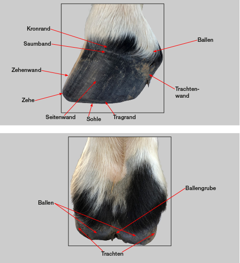Hufen_Vorne_und_Beschrftung Hufen_Vorne_und_Beschrftung