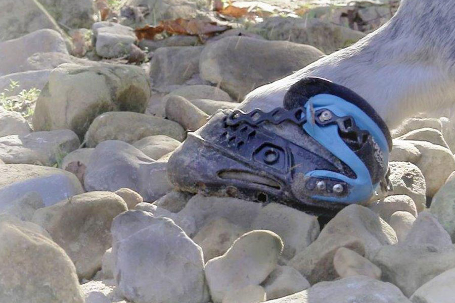 explora-boot-steine-reiten explora-boot-steine-reiten