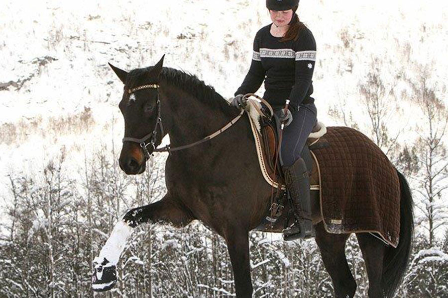 winter-schnee-hufschuh-pferd